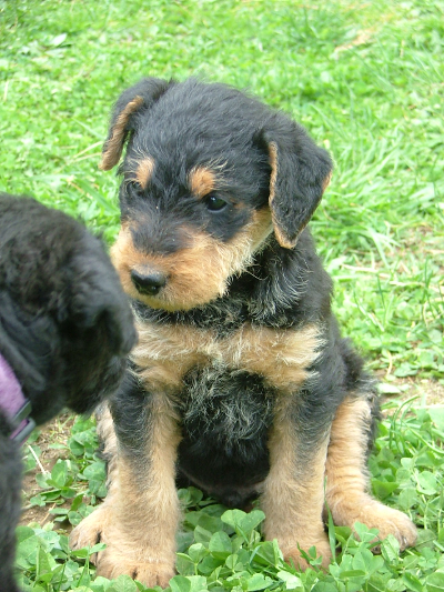 Pablo